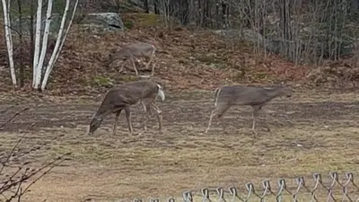 three gazelles grazing on the grass in a field at Bear & Butterfly Bed and Breakfast in Gravenhurst