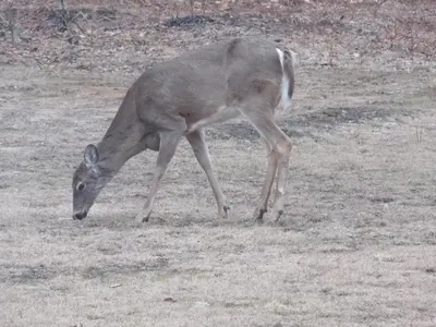 a gazelle grazing on the grass in a field at Bear & Butterfly Bed and Breakfast in Gravenhurst