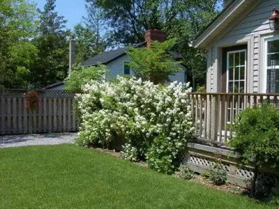 a bush with white flowers in front of a house at Antique Slumber Old Town Bed & Breakfast in Niagara on the Lake