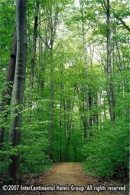 a dirt road in the middle of a forest at Staybridge Suites Oakville Burlington by IHG in Oakville