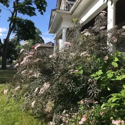 WHITE SWAN House