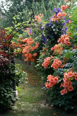 a garden with a bunch of colorful flowers at Globetrotters B&B in Niagara on the Lake