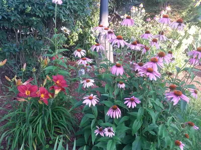 a bunch of flowers in a garden at The Inn At Lock Seven in Thorold