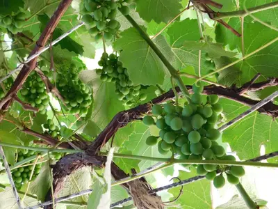 a bunch of green grapes hanging from a tree at Rainbow Bed & Breakfast in Niagara Falls