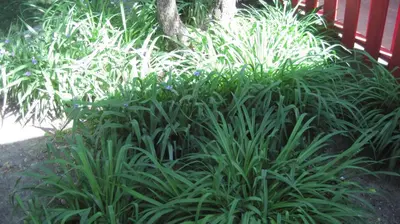 a group of plants in front of a fence at Rosecourt Motel in Stratford