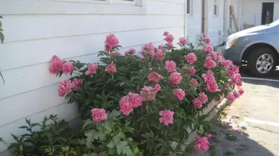 a bush of pink flowers next to a house at Rosecourt Motel in Stratford