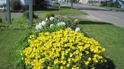 a bunch of yellow flowers on the side of a street at Rosecourt Motel in Stratford