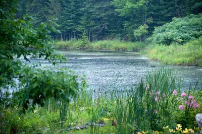 a river with grass and flowers in the foreground at Shambhala Bed and Breakfast in Buckhorn