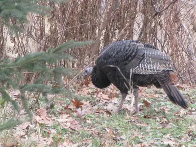 a large bird is standing in the woods at Shambhala Bed and Breakfast in Buckhorn