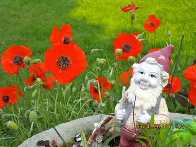 a statue in a field of red poppies at Willowmere in Cobourg