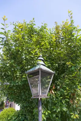 a street light in front of a tree at Avery House B&B in Stratford