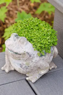 a plant in a rock sitting on a table at Avery House B&B in Stratford