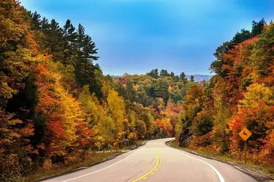 an empty road in the middle of a forest at Blue Spruce Bed and Breakfast Muskoka in Gravenhurst