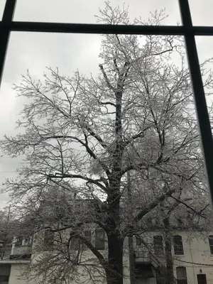 a tree with no leaves in front of a building at Pring Guesthouse in Hamilton