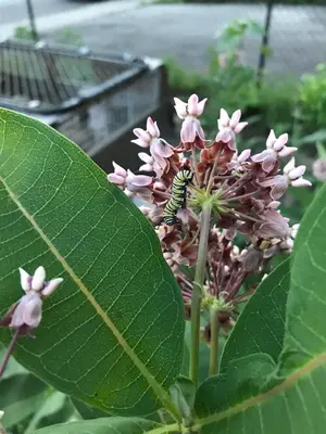 a bee on a pink flower with a green leaf at Pring Guesthouse in Hamilton
