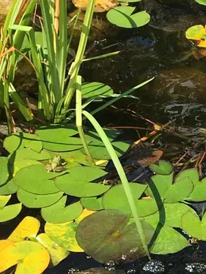 a frog sitting on top of a pond with lily pads at Hammer Haus in Waterloo