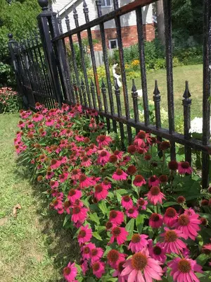 a bunch of flowers in front of a fence at The Carriage House Flat - Downtown Paris Canada in Paris