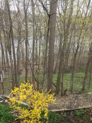 a bunch of yellow flowers in the woods at The Carriage House Flat - Downtown Paris Canada in Paris