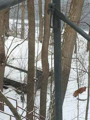 a bird standing in the snow next to trees at The Carriage House Flat - Downtown Paris Canada in Paris