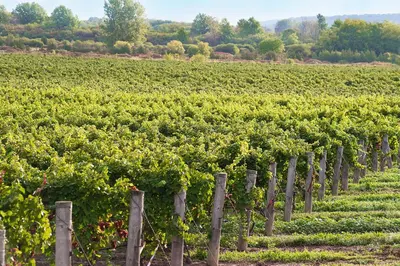 a row of vines in a vineyard at Jordan House Hotel in Jordan