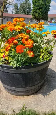 a large black pot filled with flowers next to a pool at Majers Motel in Stratford