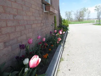 a bunch of tulips in a flower bed next to a brick wall at Newburg Inn Motel in New Hamburg