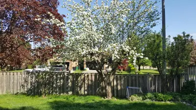 a tree with white flowers in front of a fence at Comfort Rooms Near Toronto Airport in Mississauga