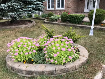 a flower bed of pink flowers in a yard at Comfort Rooms Near Toronto Airport in Mississauga