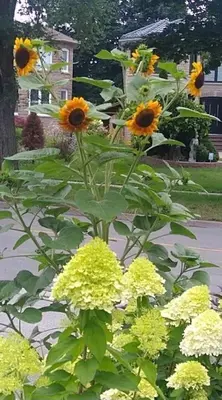 a bunch of yellow flowers in a garden at Luxury Suites at Military Trail in Toronto