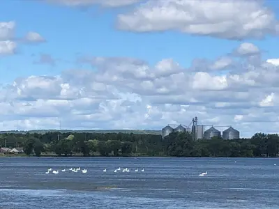 a group of swans swimming in a large body of water at Entire waterfront cottage in carrying place in Carrying Place