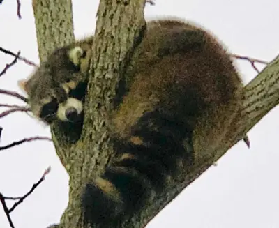 a panda bear sleeping in a tree at Our Valley View Bed & Breakfast in Hampton