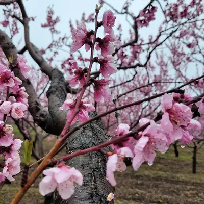 a tree with pink flowers on it in a park at La Maison de Sophie in Niagara on the Lake