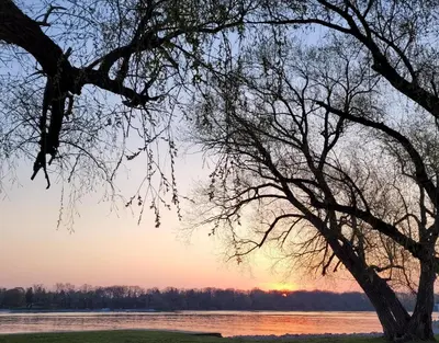 a tree in front of a lake at sunset at La Maison de Sophie in Niagara on the Lake