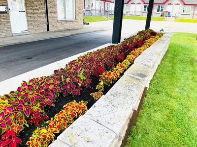 a row of flowers in a garden on a street at A1 Inn Niagara Falls in Niagara Falls
