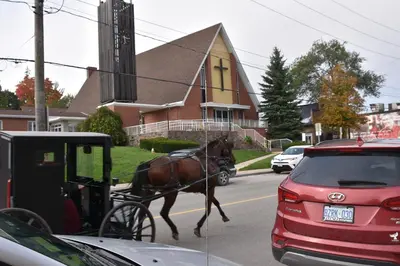 a horse pulling a carriage down a street with cars at Hammer Haus III in Waterloo