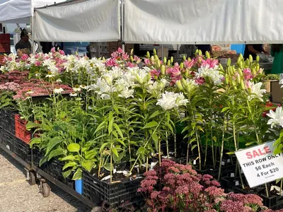 a display of flowers for sale at a market at Hammer Haus III in Waterloo