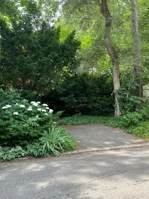 a garden with white flowers and trees and a road at Entire Queen Loft in Toronto