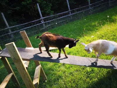 two goats are walking on a wooden table at Dreamers Writing Farm, 3 Wooded Acres, Hepworth in Sauble Beach