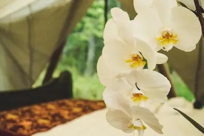 a group of white orchid flowers in front of a tent at Fronterra Wellness Farm & Camp in Hillier