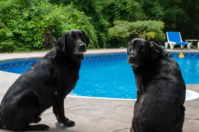 two black dogs sitting next to a swimming pool at Upper Canada Coach House in Niagara on the Lake