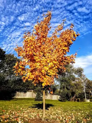 a tree with orange leaves on it in a field at Guest House Basement - Master Bedrooms in Bayview Village in Toronto