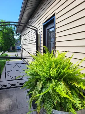a potted plant sitting on a porch next to a window at Cozy Suite with HOT TUB & Highspeed Internet in Grimsby