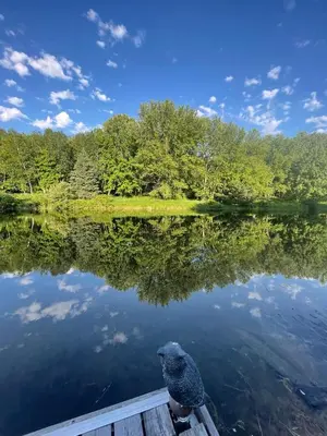 a bird sitting on a dock next to a lake at WELCOME TO BURNT RIVER ESTATE in Kawartha Lakes