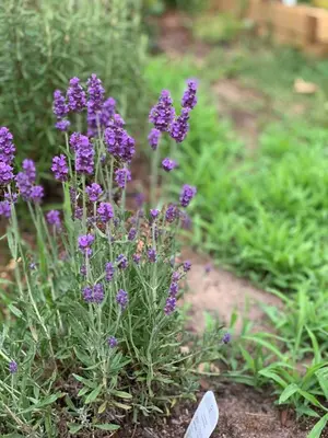 a bunch of purple flowers in a garden at Artistic Picton getaway in Picton