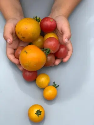 a person holding a pile of fruit in the form of a heart at Artistic Picton getaway in Picton